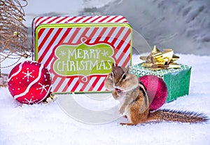 Chipmunk at christmas with funny face