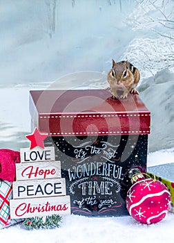 Chipmunk for the  christmas holidays
