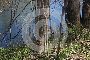 Chipmunk climb on a tree