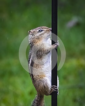 Chipmunk climbing on bird feeder