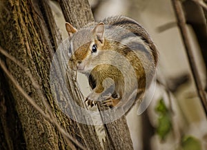 Chipmunk photo