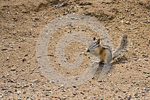 Chipmunk