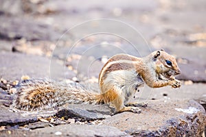 Chipmunk on Cofete beach