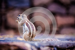 Chipmunk on Cofete beach