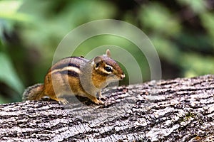 Chipmunk