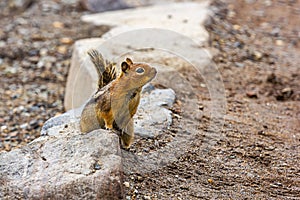 chipmunk on dirt trail looking around for food