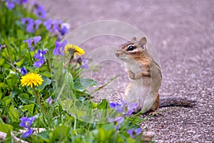 Chipmunk discovers field of flowers
