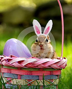 Chipmunk in Easter basket