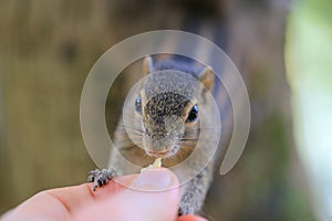 Chipmunk eating