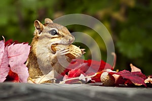 Chipmunk eating