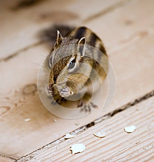 Chipmunk eating