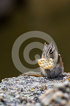 Chipmunk eating