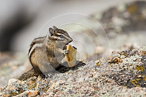 Chipmunk eating