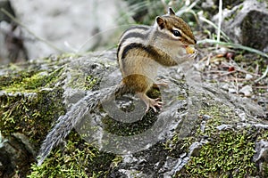 Chipmunk eating