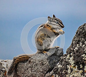 Chipmunk eating