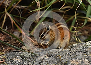 Chipmunk Eating an Acorn While on a Rock