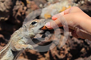 Chipmunk eating almond