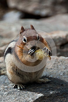 Chipmunk eating apple