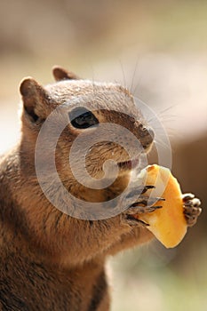 Chipmunk eating apple