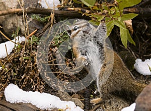 Chipmunk eating berries