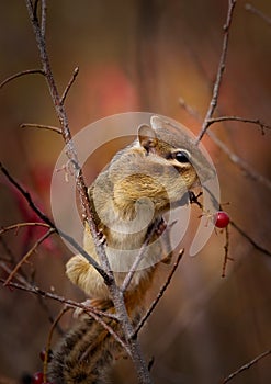 A chipmunk is eating berries