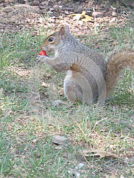 Chipmunk eating a Berry