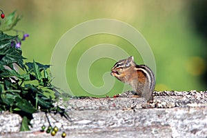 Chipmunk eating a berry.