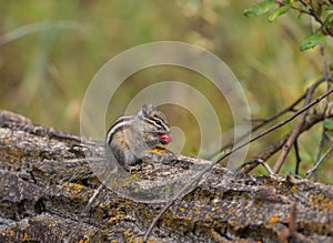 Chipmunk Eating a Berry in Autumn