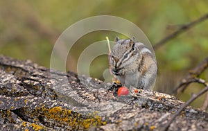 Chipmunk Eating a Berry in Autumn in Wyoming