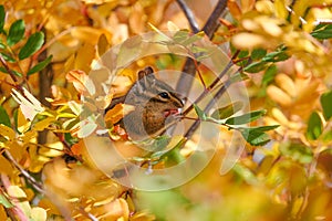 Chipmunk eating berry in a bush