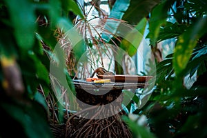 Chipmunk eating bird food at the tropical greenhouse