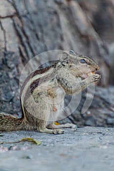 Chipmunk eating a biscuit in Delhi, Ind