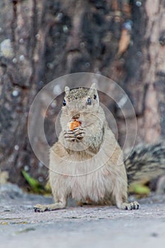 Chipmunk eating a biscuit in Delhi, Ind