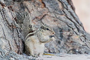 Chipmunk eating a biscuit in Delhi, Ind