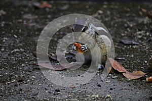 Chipmunk eating biscuits stock photo