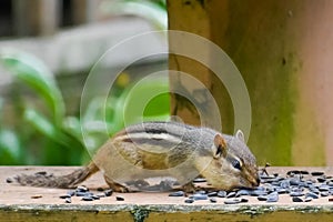 Chipmunk Eating Black Sunflower Seeds