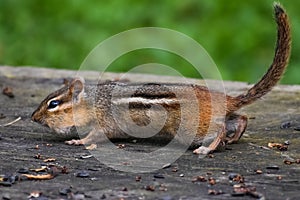 Chipmunk Eating Black Sunflower Seeds