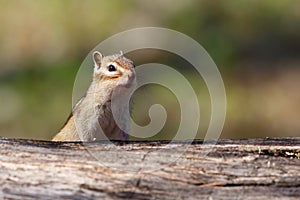 Chipmunk eating blueberries