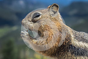 Chipmunk Eating Close Up Side Portrait