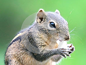 Chipmunk eating