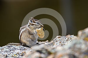 Chipmunk eating