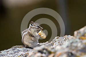 Chipmunk eating