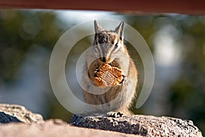Chipmunk eating a cookie in a park