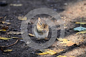 Chipmunk eating falling seeds off the forest floor