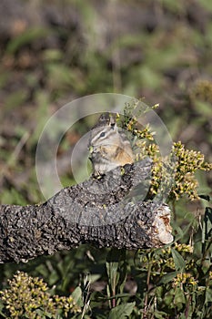 Chipmunk eating a flower