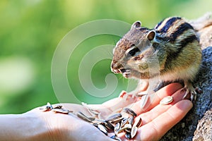 Chipmunk eating food from the palm of a human