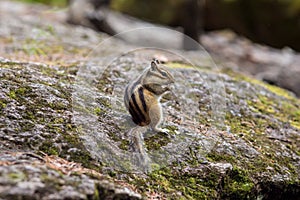 Chipmunk eating food from the palm of a human