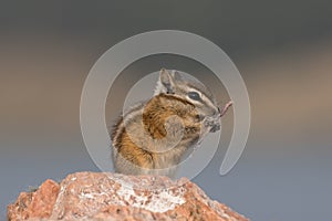 Chipmunk eating grass grain on a rock