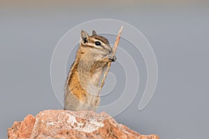 Chipmunk eating grass grain on a rock