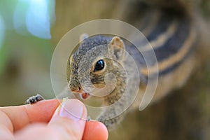 Chipmunk eating from hand